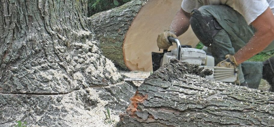 Tala de un árbol enfermo por un empleado de Emondage Quebec.
