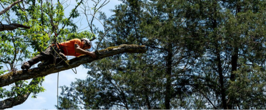 Podador de Emondage Quebec que trabaja en altura en un árbol.