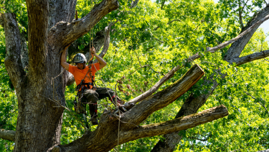 Poda Quebec trabaja en lo alto de un árbol para hacer la poda.