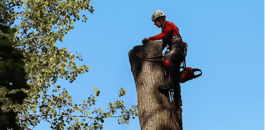 Arboriculteur d'Emondage Quebec, qui procède à l'abattage d'un arbre. Le résident de Quebec a tout d'abord obtenu un permis d'abattage à la Ville de Quebec.