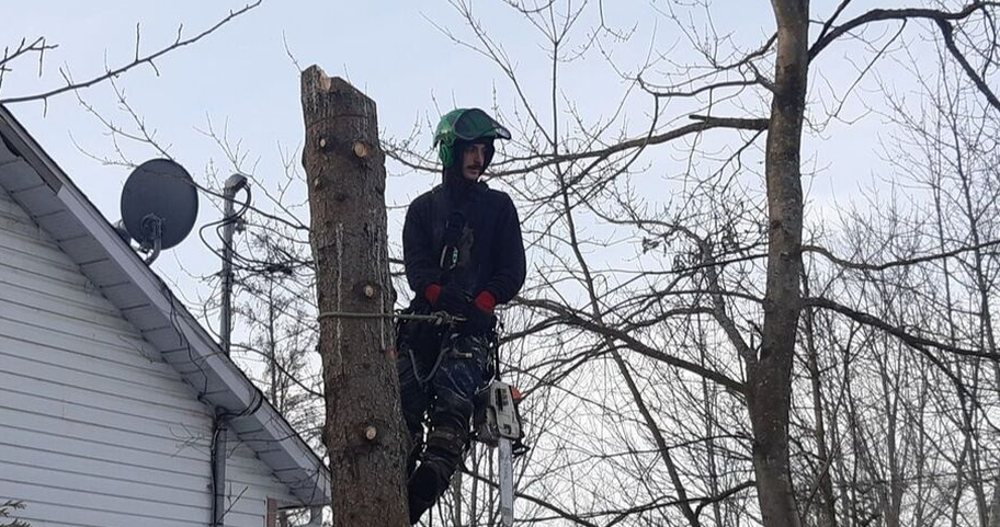 Émondeur de Emondage Quebec qui émonde un arbre à Quebec.